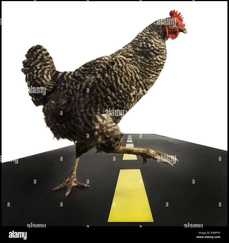 Guide to chicken road oyna Guide to chicken road oyna